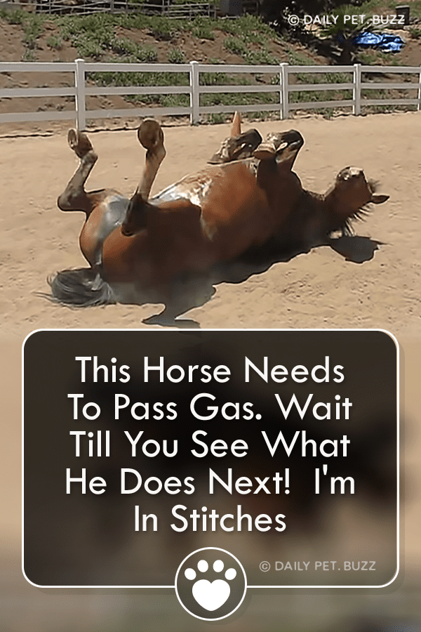 This Horse Needs To Pass Gas. Wait Till You See What He Does Next!  I\'m In Stitches