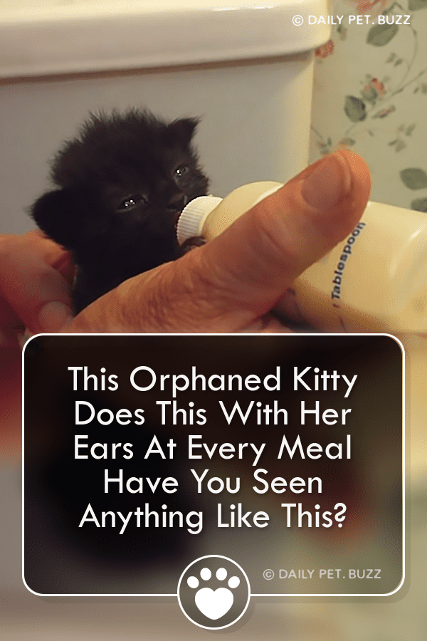 This Orphaned Kitty Does This With Her Ears At Every Meal – Have You Seen Anything Like This?