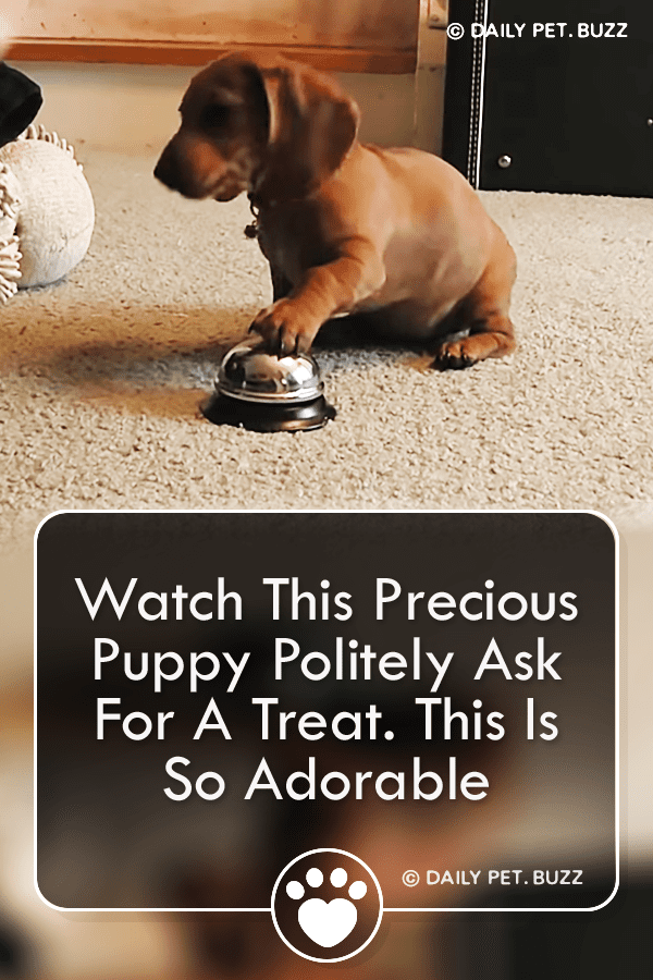 Watch This Precious Puppy Politely Ask For A Treat. This Is So Adorable