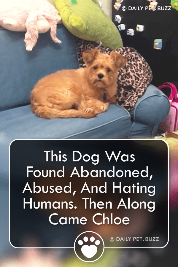 This Dog Was Found Abandoned, Abused, And Hating Humans. Then Along Came Chloe
