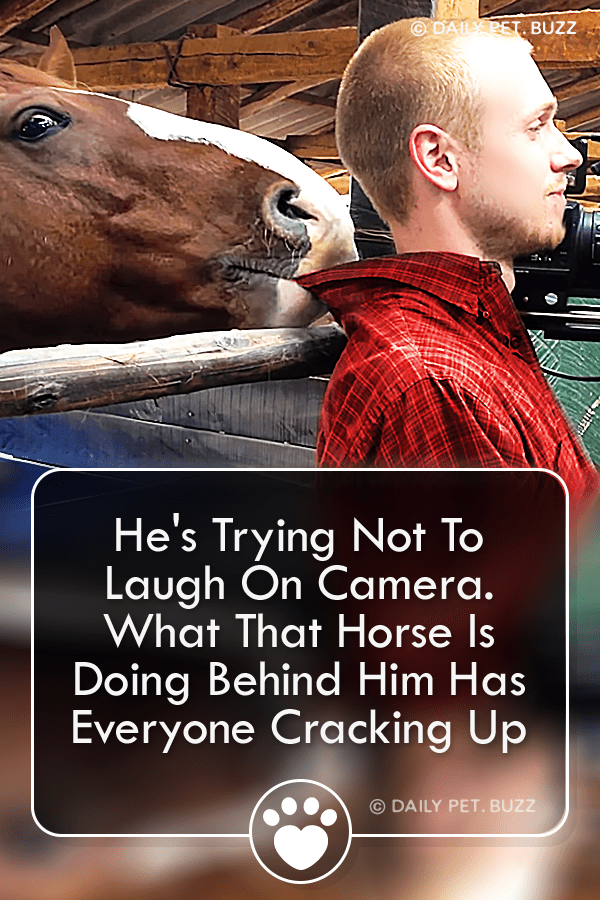 He\'s Trying Not To Laugh On Camera. What That Horse Is Doing Behind Him Has Everyone Cracking Up