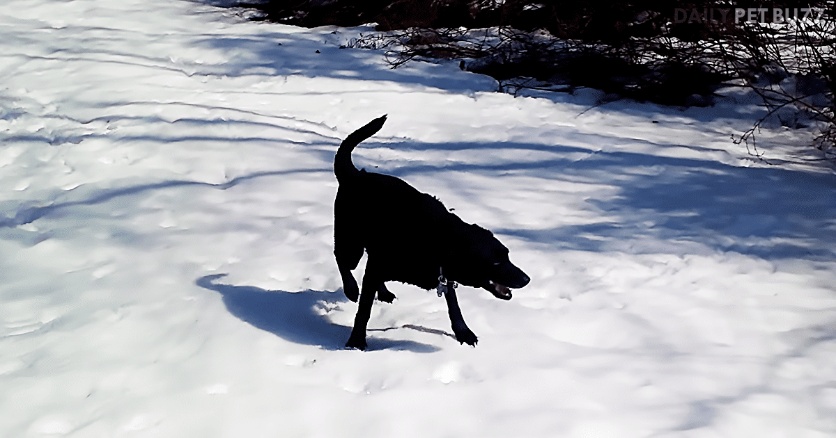 Black Labrador, Rafi, Throws Himself Down A Hill Of Snow, Then Runs Back Up To Do It Again