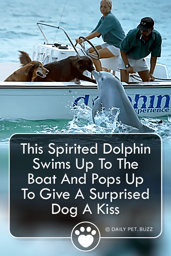This Spirited Dolphin Swims Up To The Boat And Pops Up To Give A Surprised Dog A Kiss