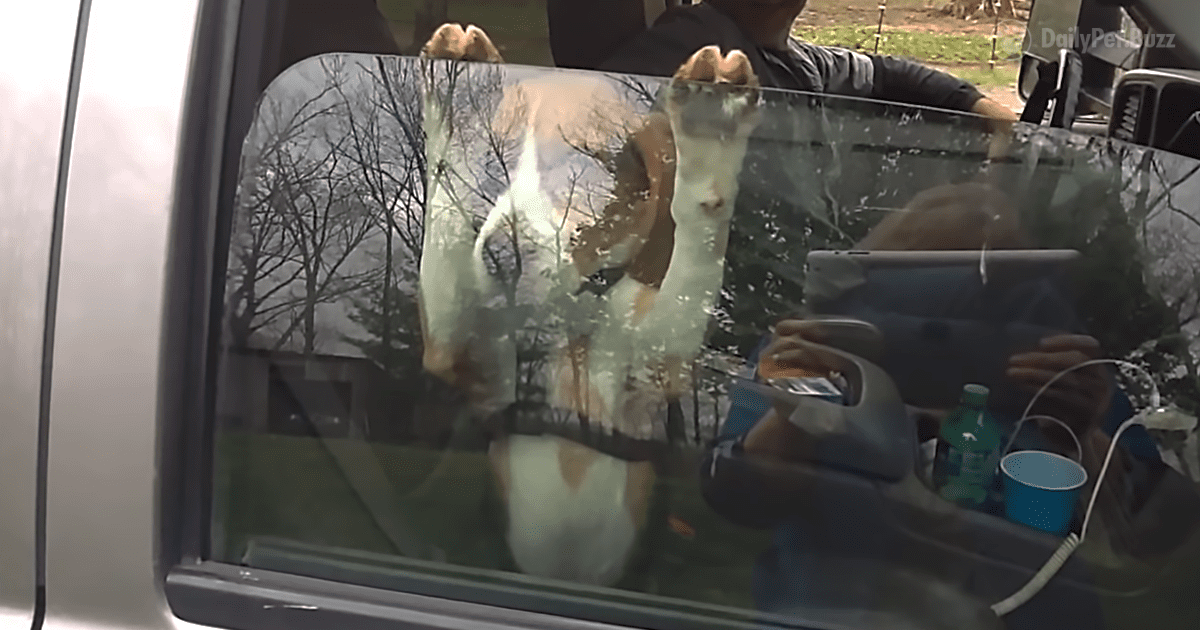 Beagle Puppy is Sweetly Confused by Car Window Going Up
