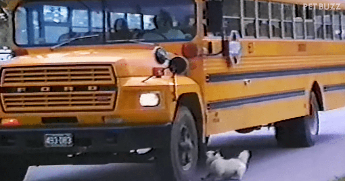 This Sweet Compilation Has Adoring Dogs Farewelling and Welcoming Their Youngsters On The School Bus