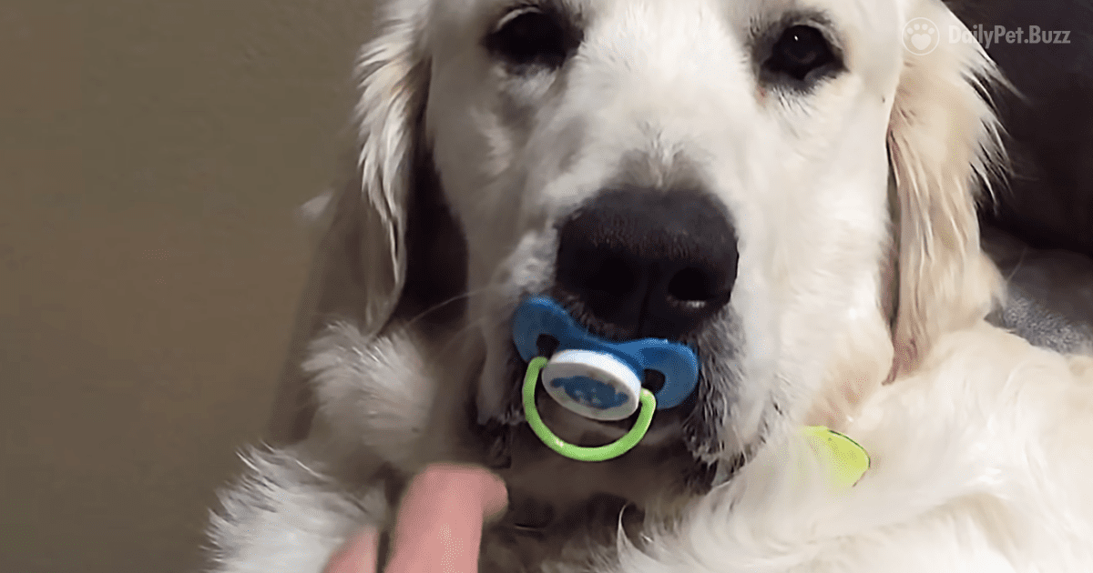 This Dog Wants To Relive His Youth And Refuses To Give Up The Pacifier