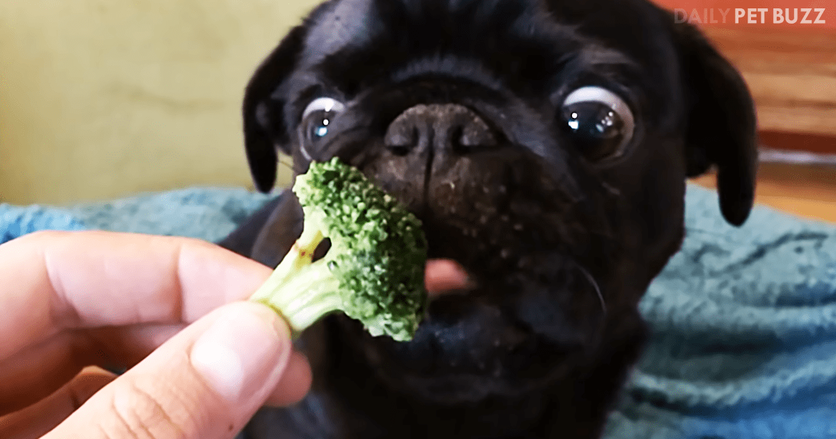 This Clip Of A Pug Eating Broccoli Is Laugh-Out-Loud Funny