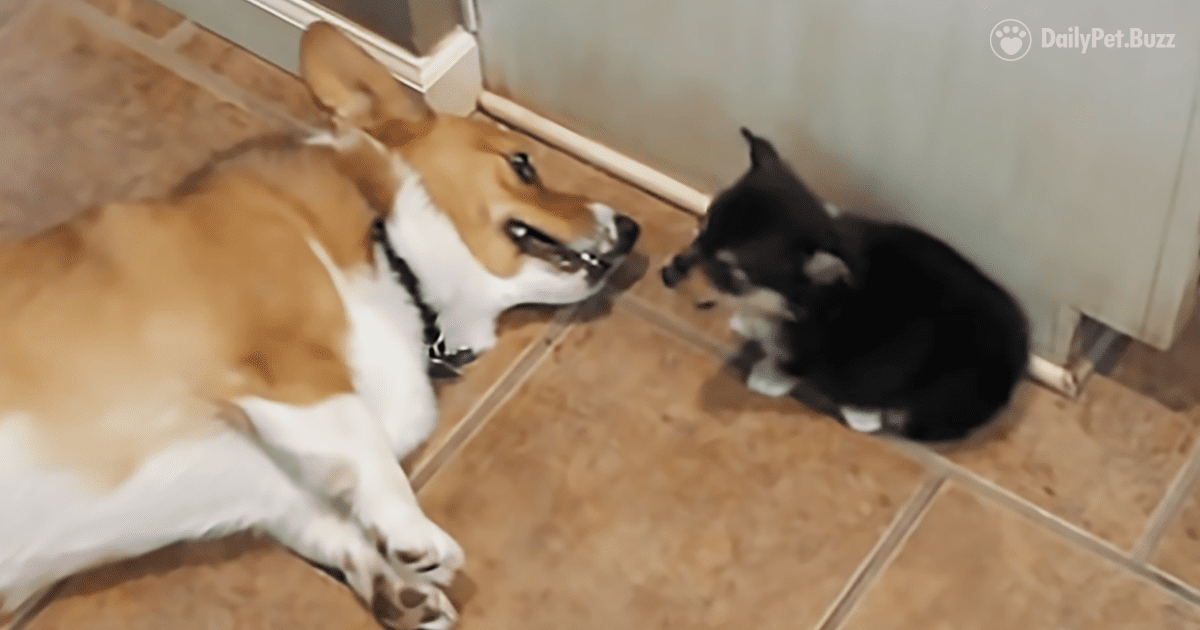 This Tiny Little Puppy Has Developed Some Very Underhanded Tricks To Win Her Argument