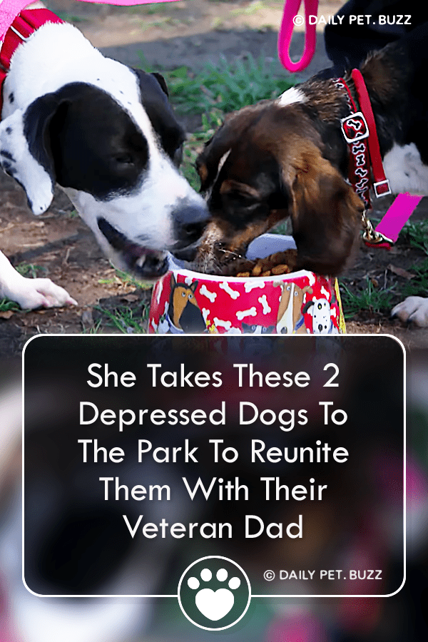 She Takes These 2 Depressed Dogs To The Park To Reunite Them With Their Veteran Dad