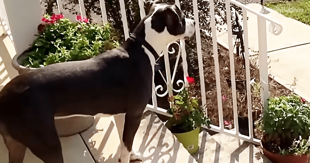 Pitbull Waits All Day On The Front Porch. She Gets So Excited When Her Boy Comes Home From School