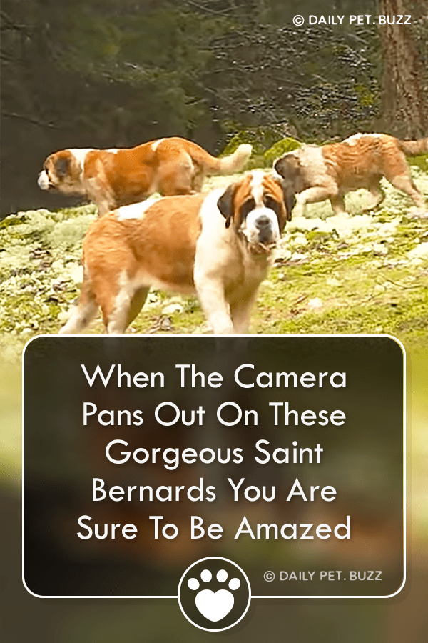 When The Camera Pans Out On These Gorgeous Saint Bernards You Are Sure To Be Amazed