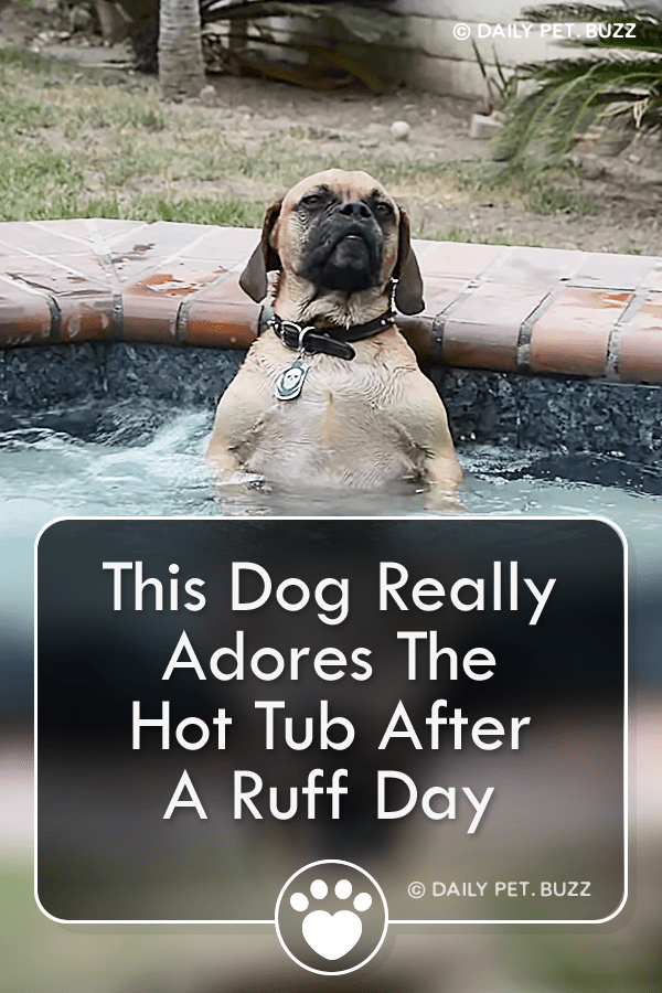 This Dog Really Adores The Hot Tub After A Ruff Day