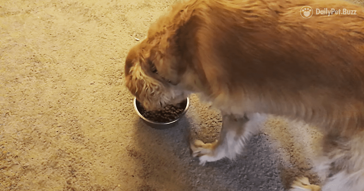 Dad Has Fantastic Trick to Get His Picky-Eater Pooch to Eat Dinner