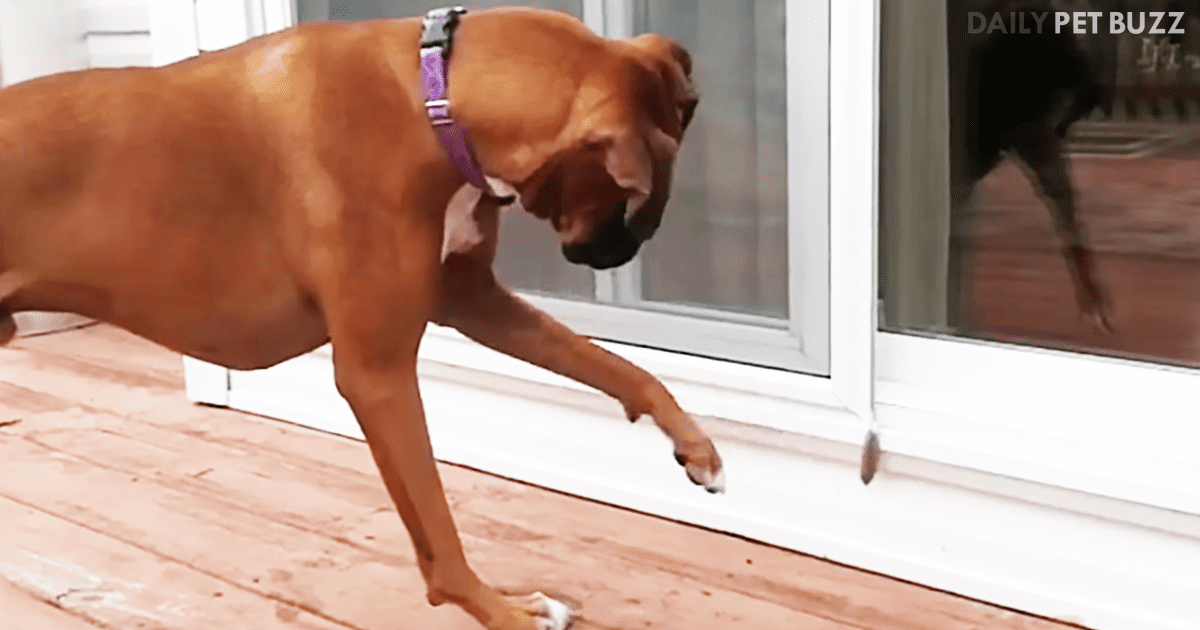 Brave Boxer Cleverly Stalks And Plans His Attack – On A Feather