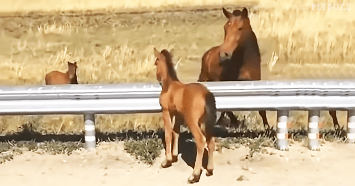Lost Foal On A Country Road Was Luckily Rescued And Returned To His Mom