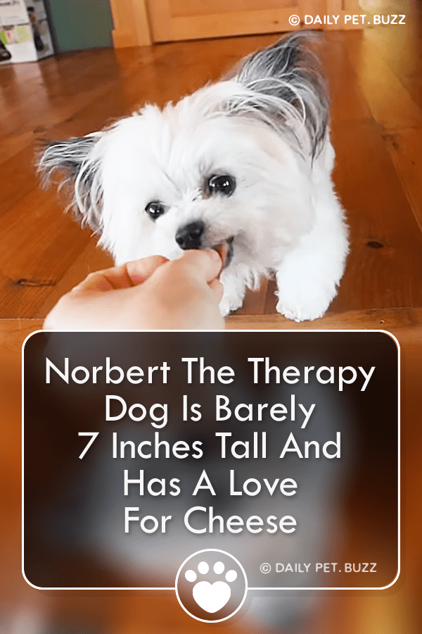 Norbert The Therapy Dog Is Barely 7 Inches Tall And Has A Love For Cheese