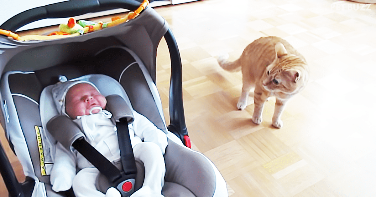 This Sweet Kitty Is Perplexed By The Presence Of A Tiny Human In His House