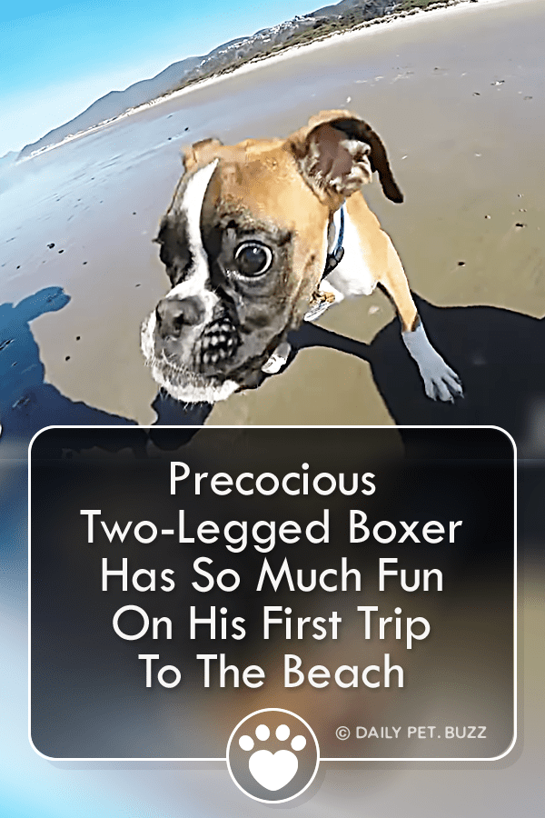 Precocious Two-Legged Boxer Has So Much Fun On His First Trip To The Beach