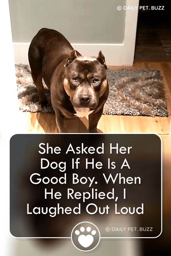 She Asked Her Dog If He Is A Good Boy. When He Replied, I Laughed Out Loud