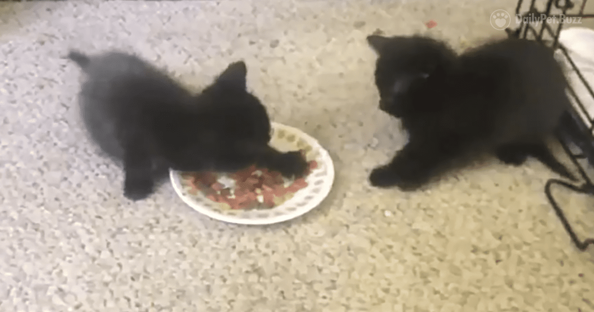 Two Cats And One Bowl Of Food Doesn't Jive, These Cats Takes Matters Into Their Own Paws