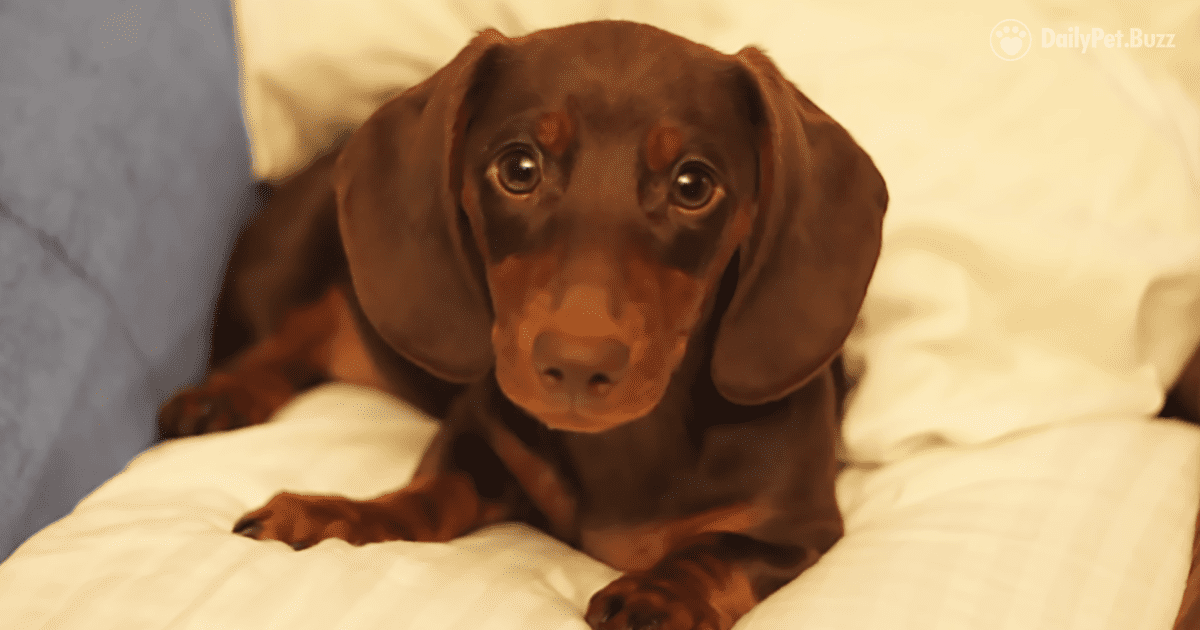 Daddy Wants Dachshund Puppy Off His Pillow. Dachshund Puppy Doesn't Think That Sounds Fun