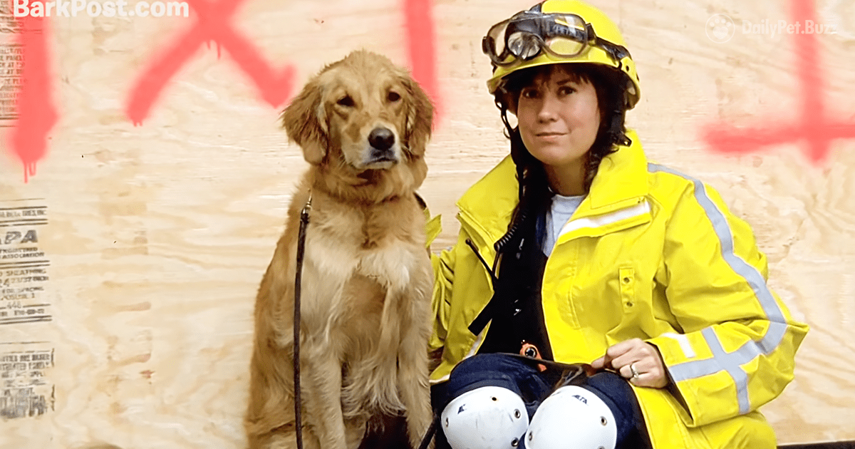 Dog's Best Day Celebrates Last 9/11 Search and Rescue Dog, Bretagne