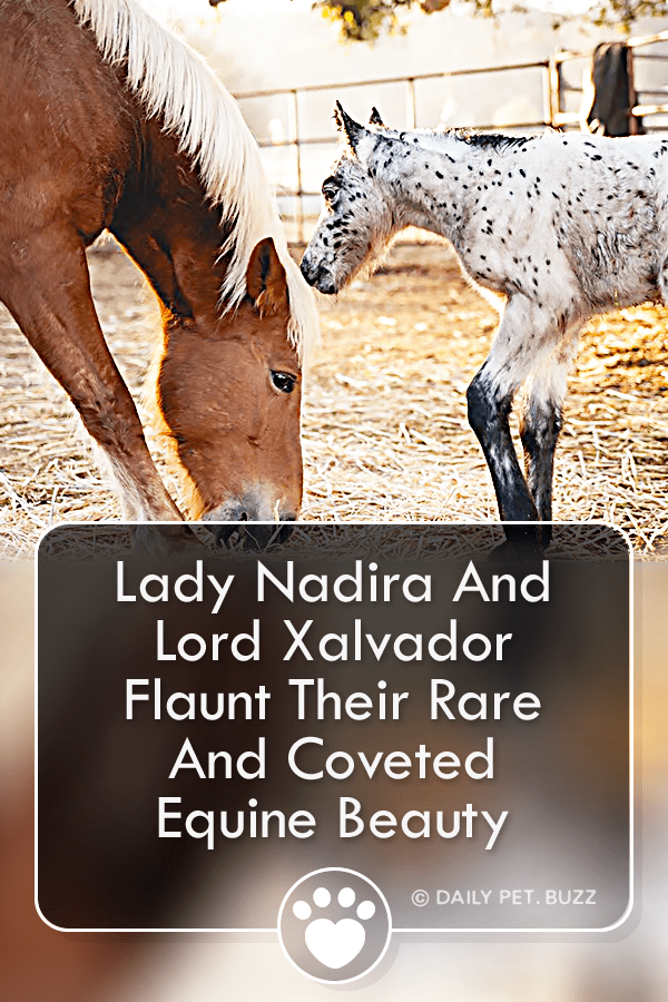 Lady Nadira And Lord Xalvador Flaunt Their Rare And Coveted Equine Beauty