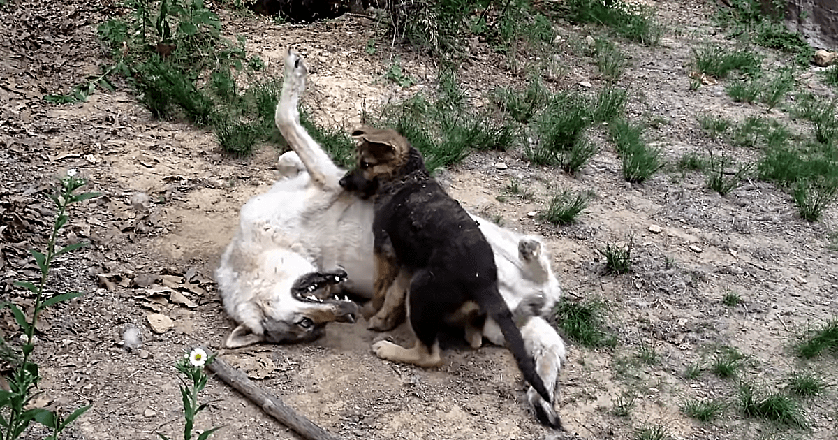 Giant Timber Wolf Can't Hold Back Excitement When Challenged By This Tiny Puppy