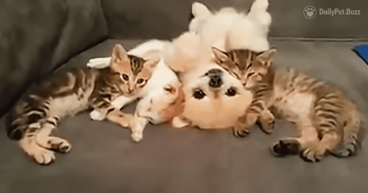 Which Of These Is Not Like The Others? Precious Pomeranian And 3 Kittens On A Couch Is Your Daily Smile