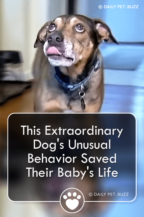 This Extraordinary Dog\'s Unusual Behavior Saved Their Baby\'s Life