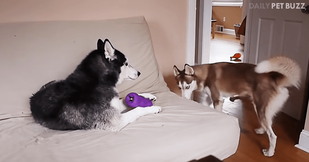 Mishka, The Talking Husky, Has Dug Up An Old Toy And Has No Intention Of Sharing