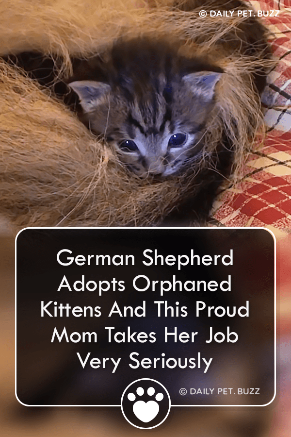 German Shepherd Adopts Orphaned Kittens And This Proud Mom Takes Her Job Very Seriously