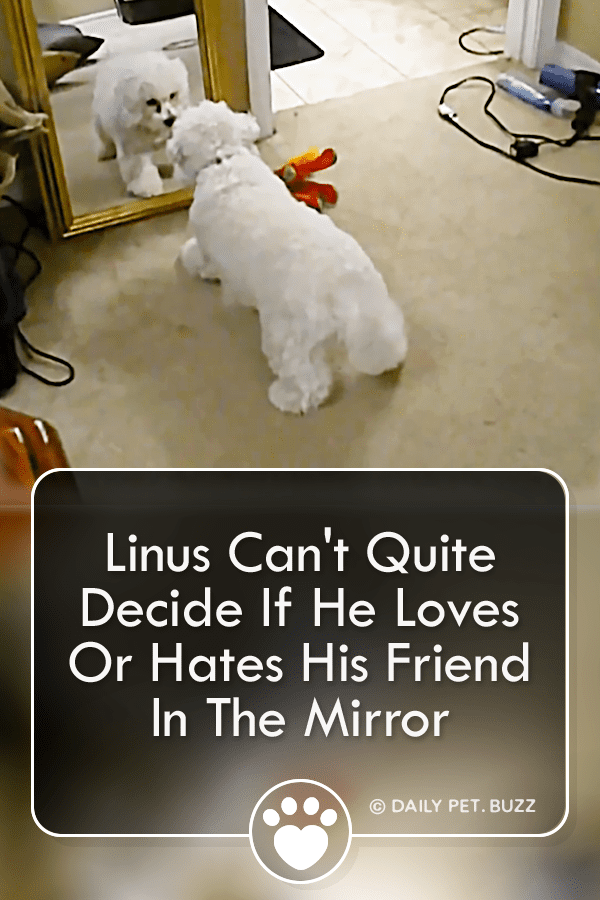 Linus Can\'t Quite Decide If He Loves Or Hates His Friend In The Mirror
