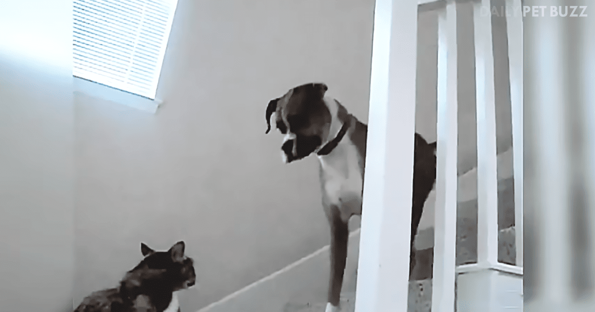 Hilarious Compilation Of Feline Gandolfs: You Shall Not Pass, Dog