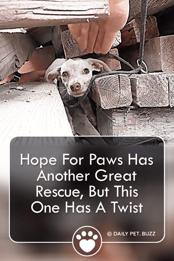 Hope For Paws Has Another Great Rescue, But This One Has A Twist