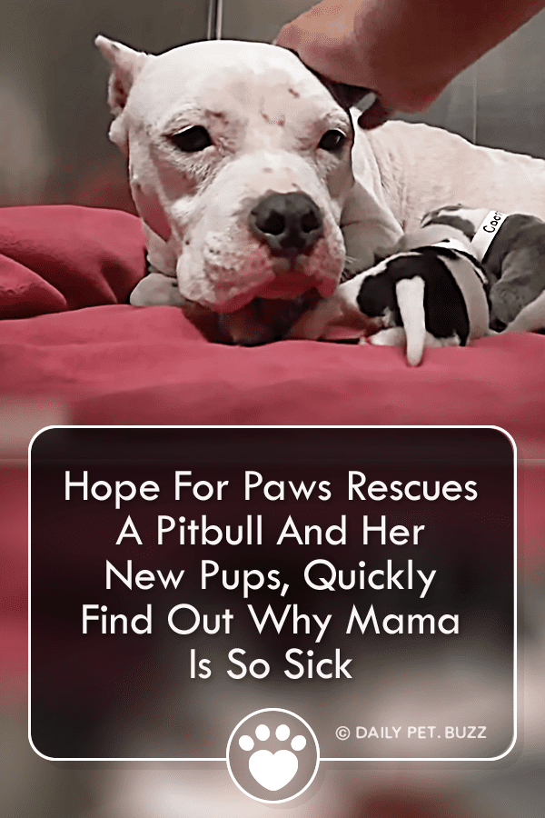 Hope For Paws Rescues A Pitbull And Her New Pups, Quickly Find Out Why Mama Is So Sick