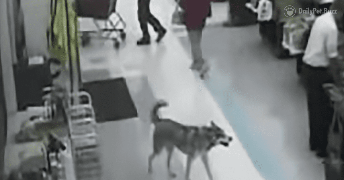 Criminal Canine Caught in Christmas Caper at Supermarket