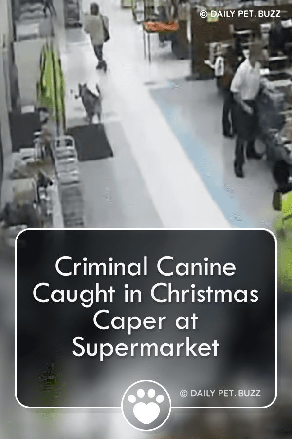 Criminal Canine Caught in Christmas Caper at Supermarket