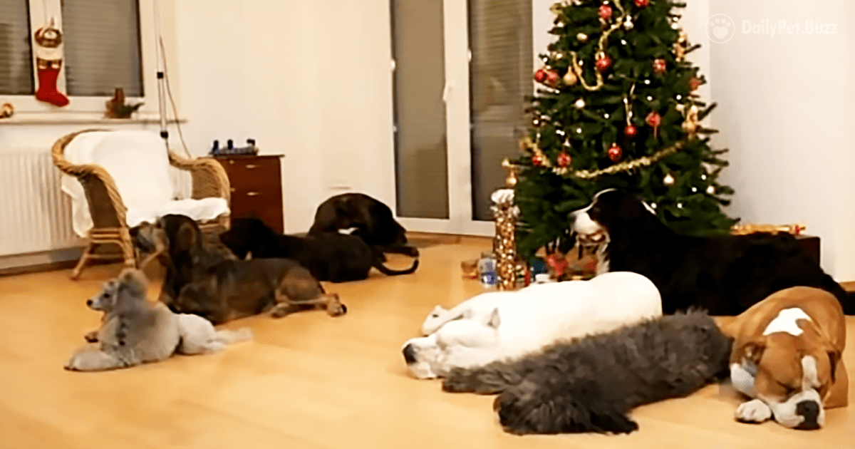 Some Dogs Chew Decorations. Some Like To Knock Down Trees. But These Seven Pups? They Really Have The Holiday Spirit