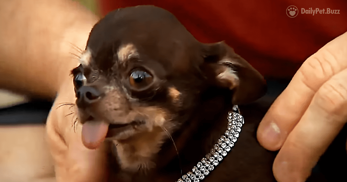 This Is The Smallest Dog In The World. You're Going To Melt When You See That Little Tail Wag