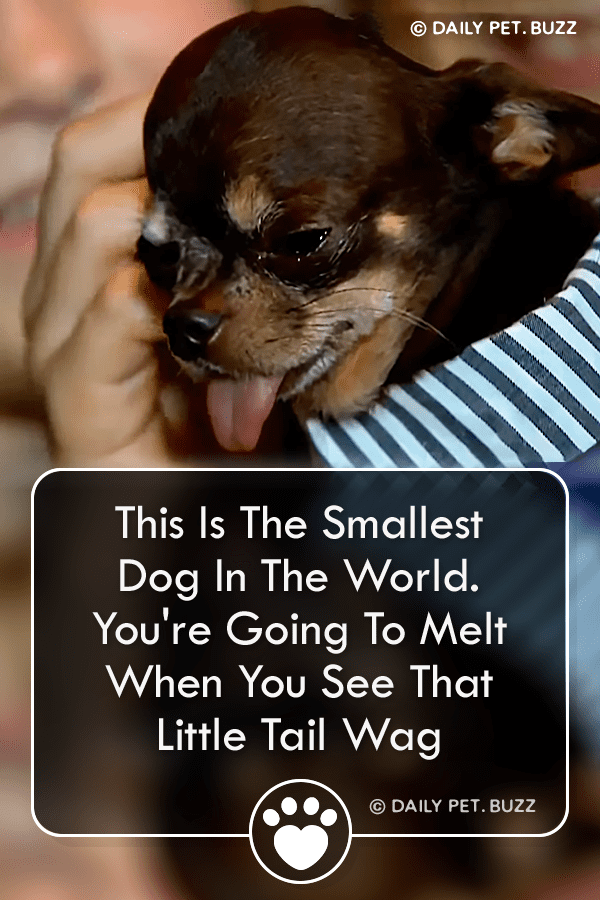 This Is The Smallest Dog In The World. You\'re Going To Melt When You See That Little Tail Wag