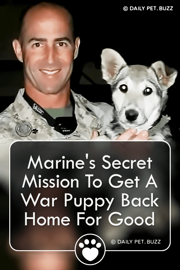 Marine\'s Secret Mission To Get A War Puppy Back Home For Good