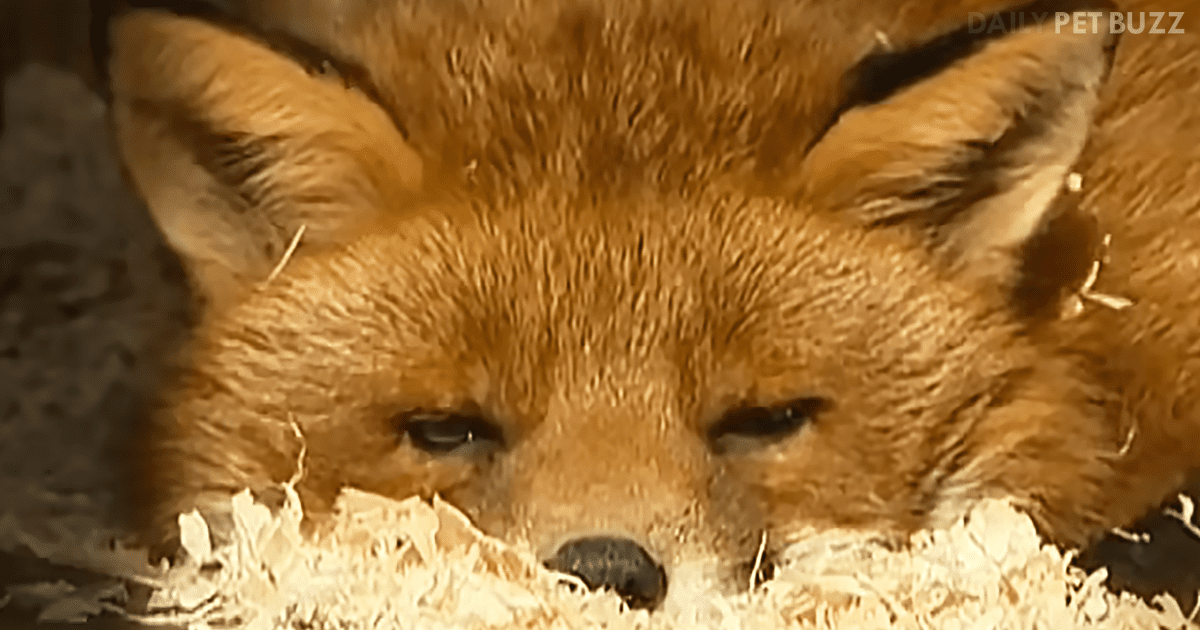 The Adorable Friendship Between A Rescued Fox And His Human