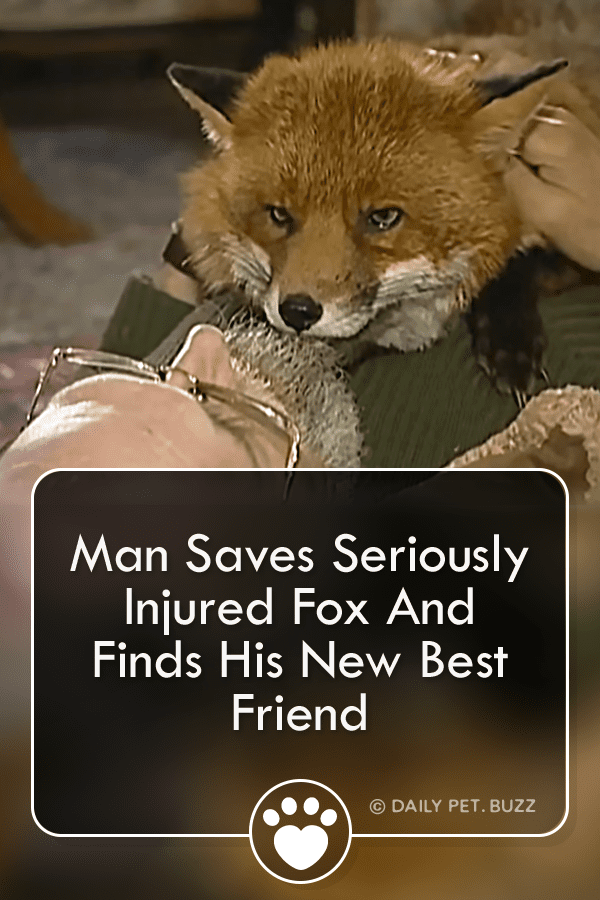 Man Who Saved Wounded Fox Finds His New Best Friend