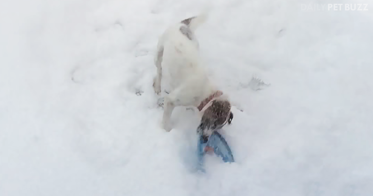 'Jack Russell Has An Ingenious and Hilarious Way Of Shoveling Snow