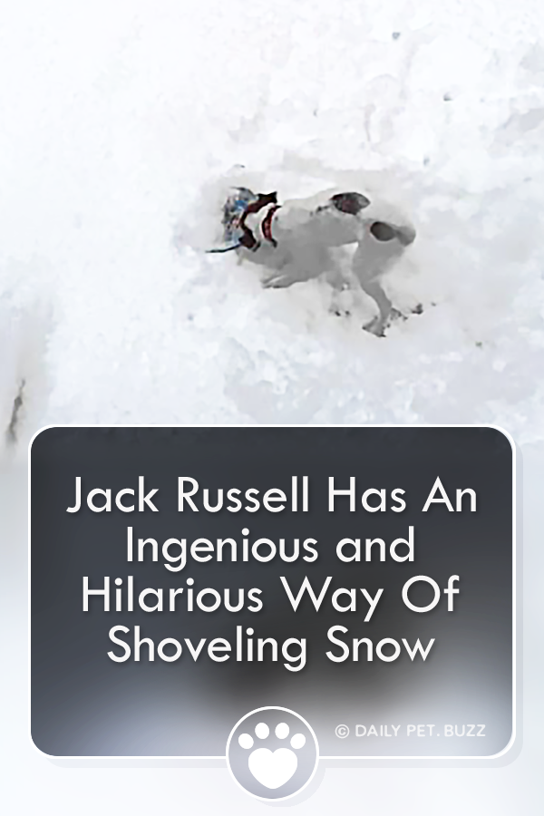 Jack Russell Has An Ingenious and Hilarious Way Of Shoveling Snow