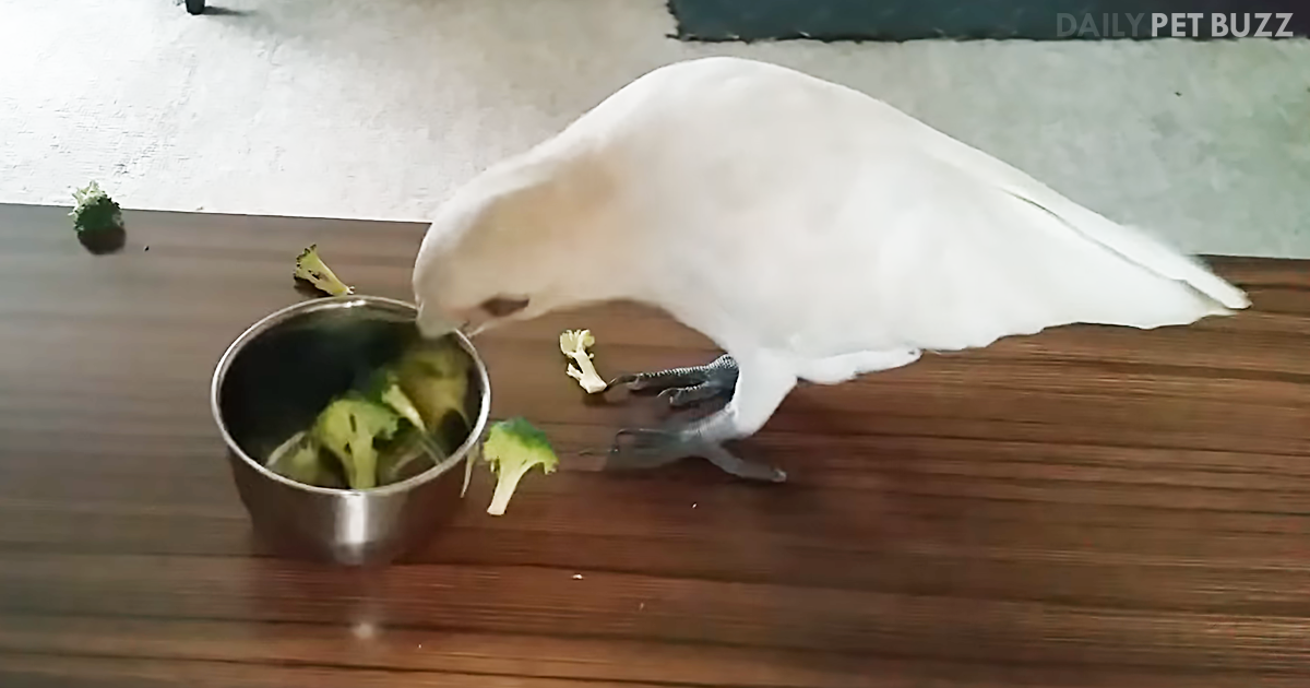 This Lady Gave Her Sassy Cockatoo A Bowl Of Broccoli But It Is What He Does Next That Will Have You Laughing