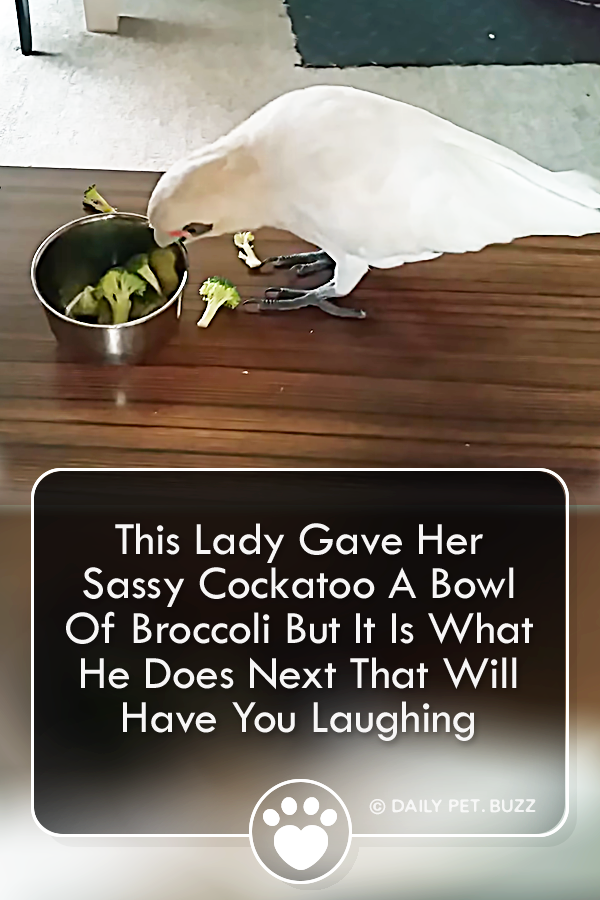 This Lady Gave Her Sassy Cockatoo A Bowl Of Broccoli But It Is What He Does Next That Will Have You Laughing