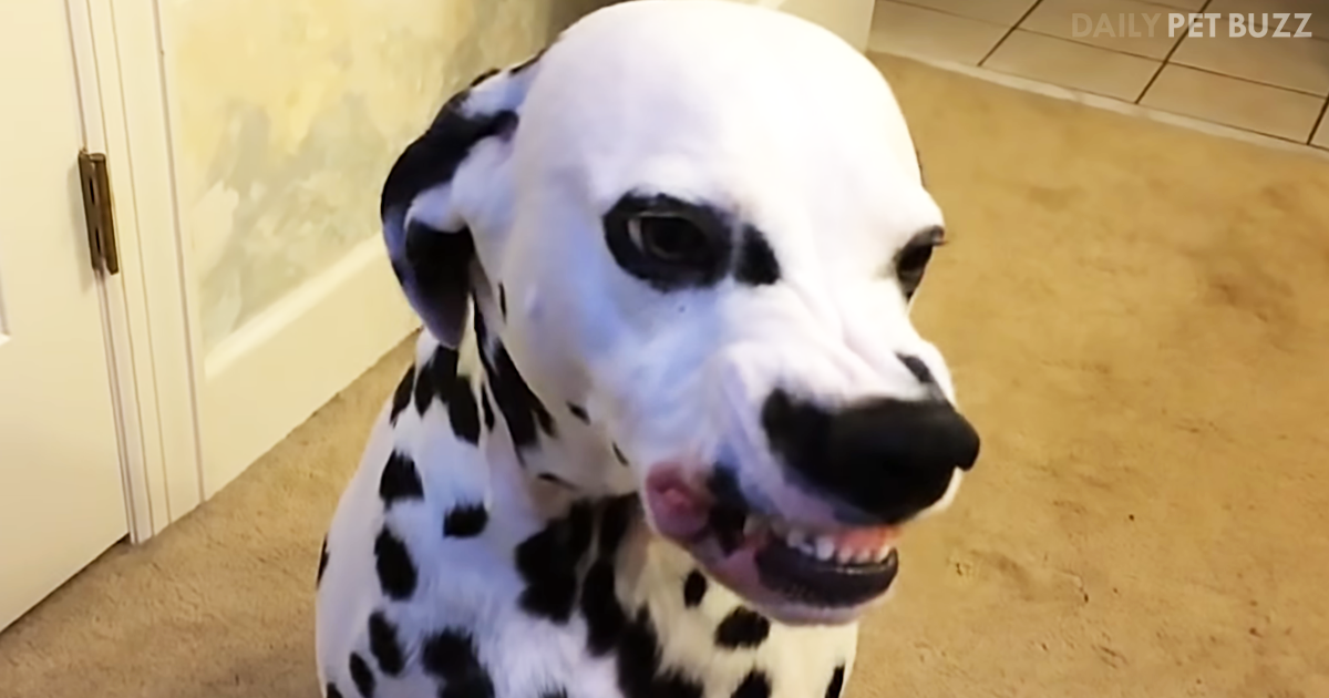 This Is A Compilation Of Some Of The Most Ridiculous Animal Sneezes You Will Ever See