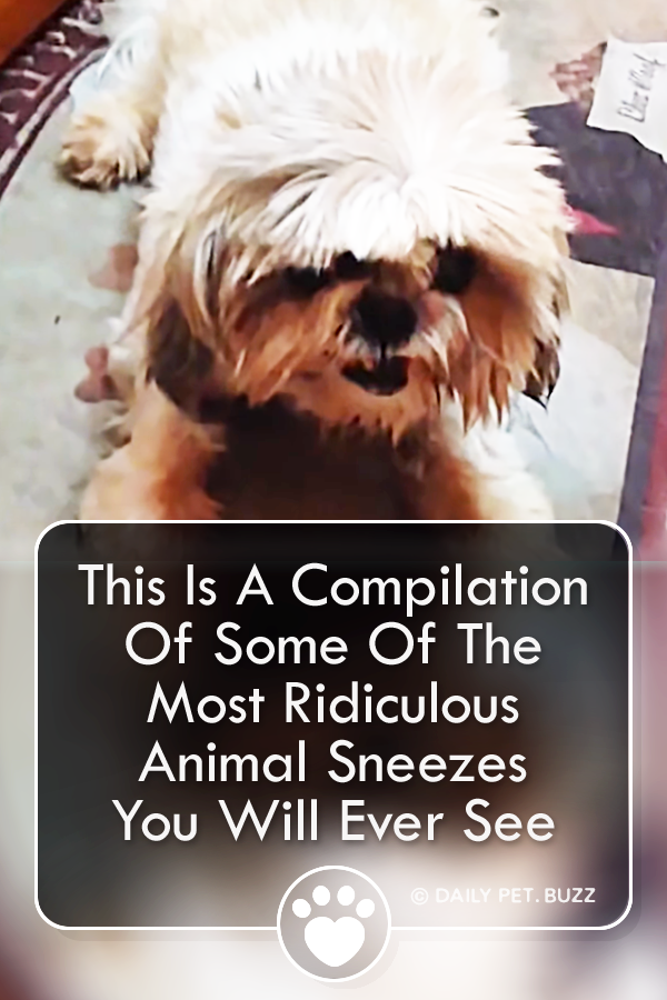 This Is A Compilation Of Some Of The Most Ridiculous Animal Sneezes You Will Ever See